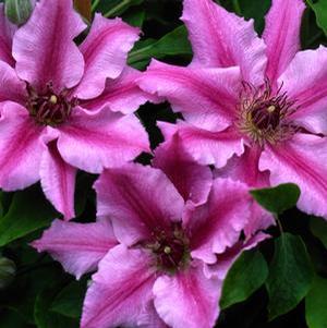 Clematis 'Cherokee' Clematis from Moose Crossing Garden Center