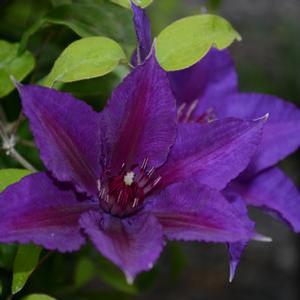 Clematis 'Edda' Clematis from Moose Crossing Garden Center