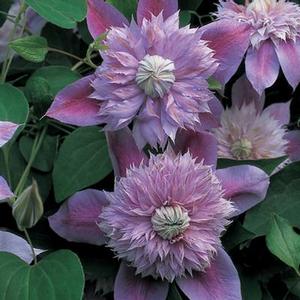 Clematis 'Josephine' Clematis from Moose Crossing Garden Center