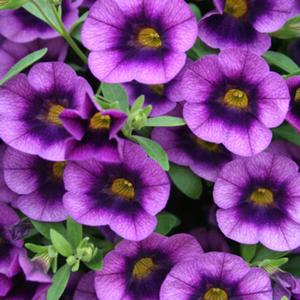 Calibrachoa hybrid 'Blue Moon Punch' Superbells from Moose Crossing Garden Center