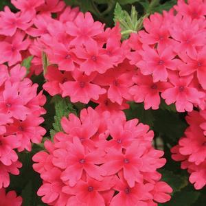 Verbena hybrid 'Superbena Coral Red' Verbena from Moose Crossing Garden Center