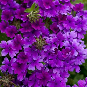 Verbena hybrid 'Superbena Dark Blue' Verbena from Moose Crossing Garden Center