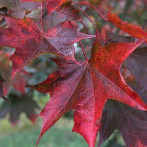 Acer plat.x trunc. 'Crimson Sunset' Red maple from Moose Crossing Garden Center