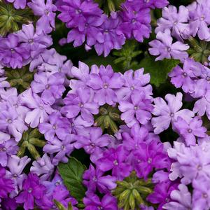 Verbena hybrid 'Superbena Large Lilac Blue' Verbena from Moose Crossing Garden Center