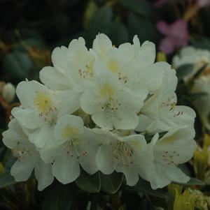 Rhododendron cat. 'Chionoides' Rhododendron from Moose Crossing Garden Center