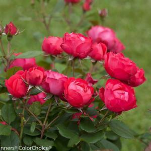 Rosa 'Oso Easy Double Red' Landscape Rose from Moose Crossing Garden Center