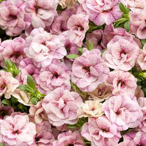 Calibrachoa hybrid 'Double Orchid' Superbells from Moose Crossing Garden Center