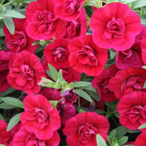 Calibrachoa hybrid 'Double Ruby' Superbells from Moose Crossing Garden Center