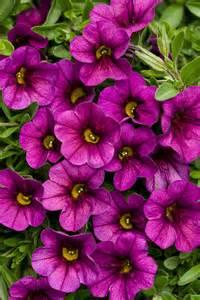 Calibrachoa hybrid 'Plum' Superbells from Moose Crossing Garden Center