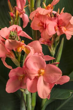 Canna generalis 'Toucan Coral' Canna Lily from Moose Crossing Garden Center