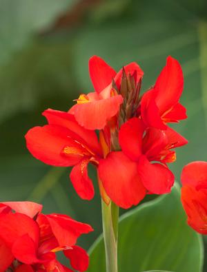 Canna generalis 'Toucan Dark Orange' Canna Lily from Moose Crossing Garden Center