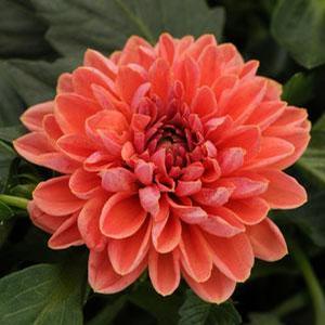 Dahlia hybrid 'Lily' Dahlia from Moose Crossing Garden Center