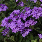 Verbena hybrid 'Superbena Royale Chambray' Verbena from Moose Crossing Garden Center