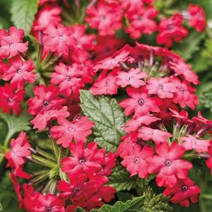 Verbena hybrid 'Superbena Royale Iced Cherry' Verbena from Moose Crossing Garden Center