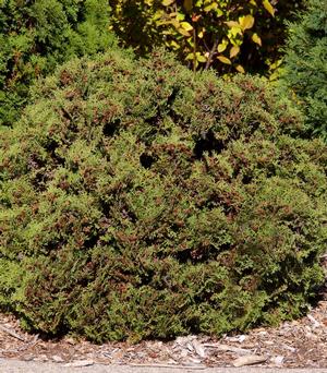 Thuja Occidentalis 'Hetz Midget' Globe Arborvitae from Moose Crossing Garden Center