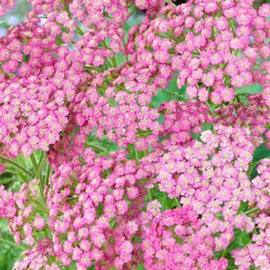 Achillea millefolium 'Tutti Frutti Grapefruit' Yarrow from Moose Crossing Garden Center