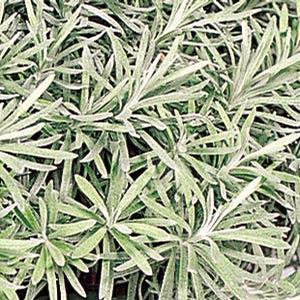 Helichrysum petiolare 'Icicles' Licorice Plant from Moose Crossing Garden Center