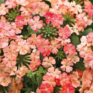 Verbena hybrid 'Superbena Royale Peachy Keen' Verbena from Moose Crossing Garden Center