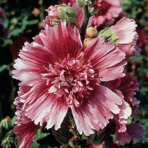 Alcea rosea 'Queeny Purple' Hollyhock from Moose Crossing Garden Center