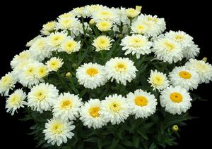 Leucanthemum superbum 'Macaroon' Shasta daisy from Moose Crossing Garden Center