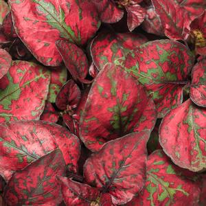 Hypoestes phyllostachya 'Hippo Red' Polka Dot Plant from Moose Crossing Garden Center