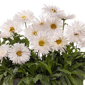 Leucanthemum superbum 'Whisker White' Shasta Daisy from Moose Crossing Garden Center