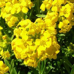 Alyssum wulfenianum 'Golden Spring' Basket of Gold from Moose Crossing Garden Center