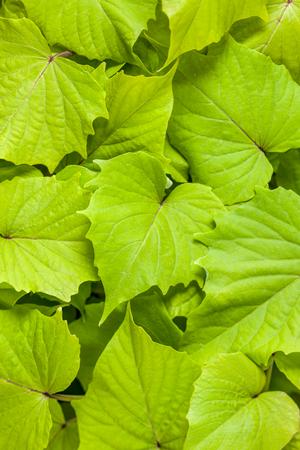 Ipomoea batatas 'Sweet Caroline Bewitched Green with Envy' Sweet Potato Vine from Moose Crossing Garden Center