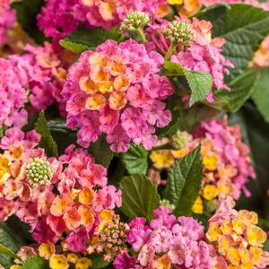 Lantana camara 'Luscious Royale Cosmo' Lantana from Moose Crossing Garden Center