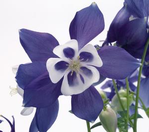 Aquilegia hybrid 'Spring Magic Blue and White' Columbine from Moose Crossing Garden Center
