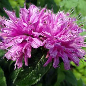 Monarda didyma 'Petite Delight' Bee Balm from Moose Crossing Garden Center