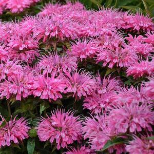 Monarda didyma 'Sugar Buzz Bubblegum Blast' Bee Balm from Moose Crossing Garden Center