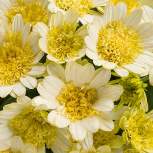 Osteospermum hybrid 'Bright Lights Double Moonglow' African Daisy from Moose Crossing Garden Center