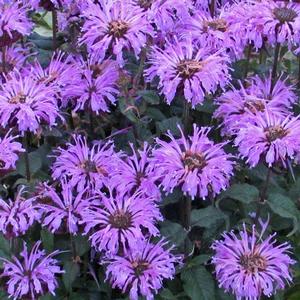 Monarda didyma 'Sugar Buzz Blue Moon' Bee Balm from Moose Crossing Garden Center