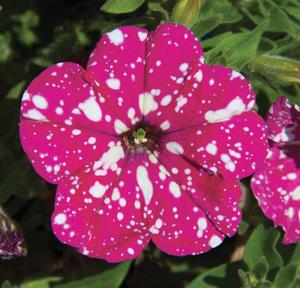 Petunia hybrid 'Headliner Pink Sky' Petunia from Moose Crossing Garden Center