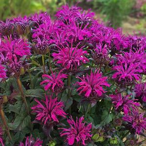 Monarda didyma 'Sugar Buzz Rockin Raspberry' Bee Balm from Moose Crossing Garden Center