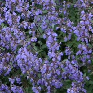 Nepeta faassenii 'Purrsian Blue' Catmint from Moose Crossing Garden Center