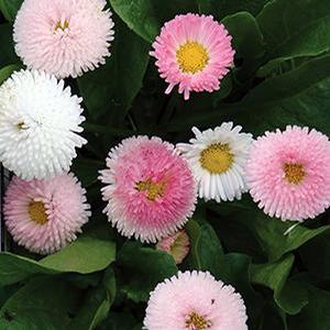 Bellis perennis 'Tasso Strawberries and Cream' English Daisy from Moose Crossing Garden Center