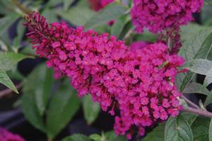 Buddleia davidii 'Buzz Hot Raspberry' Butterfly bush from Moose Crossing Garden Center
