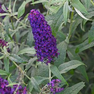 Buddleia 'Monarch Dark Dynasty' Butterfly Bush from Moose Crossing Garden Center