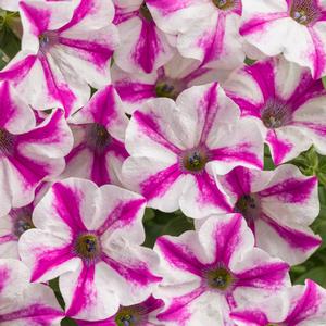 Petunia hybrid 'Supertunia Lovie Dovie' Petunia from Moose Crossing Garden Center