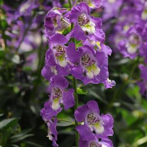 Angelonia angustifolia-hybrid 'Archangel-Purple' Angelonia from Moose Crossing Garden Center