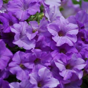 Petunia hybrid 'Surfinia Heavenly Blue' Petunia from Moose Crossing Garden Center
