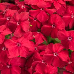 Phlox hybrid 'Intensia Red Hot' Phlox from Moose Crossing Garden Center