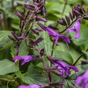 Salvia hybrid 'Rockin' Deep Purple' Salvia from Moose Crossing Garden Center
