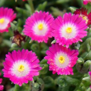 Delosperma hybrid 'Jewel of Desert Amethyst' Ice Plant from Moose Crossing Garden Center