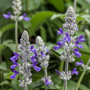 Salvia hybrid 'Rockin' Playin' the Blues' Salvia from Moose Crossing Garden Center