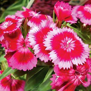 Dianthus barbatus 'Barbarini Red Rose Bicolor' Sweet William from Moose Crossing Garden Center