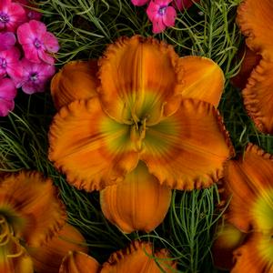 Hemerocallis hybrid 'Earlybird Oriole' Daylily from Moose Crossing Garden Center