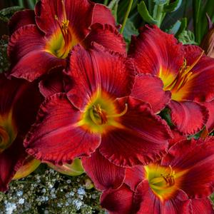 Hemerocallis hybrid 'Prairie Wildfire' Daylily from Moose Crossing Garden Center